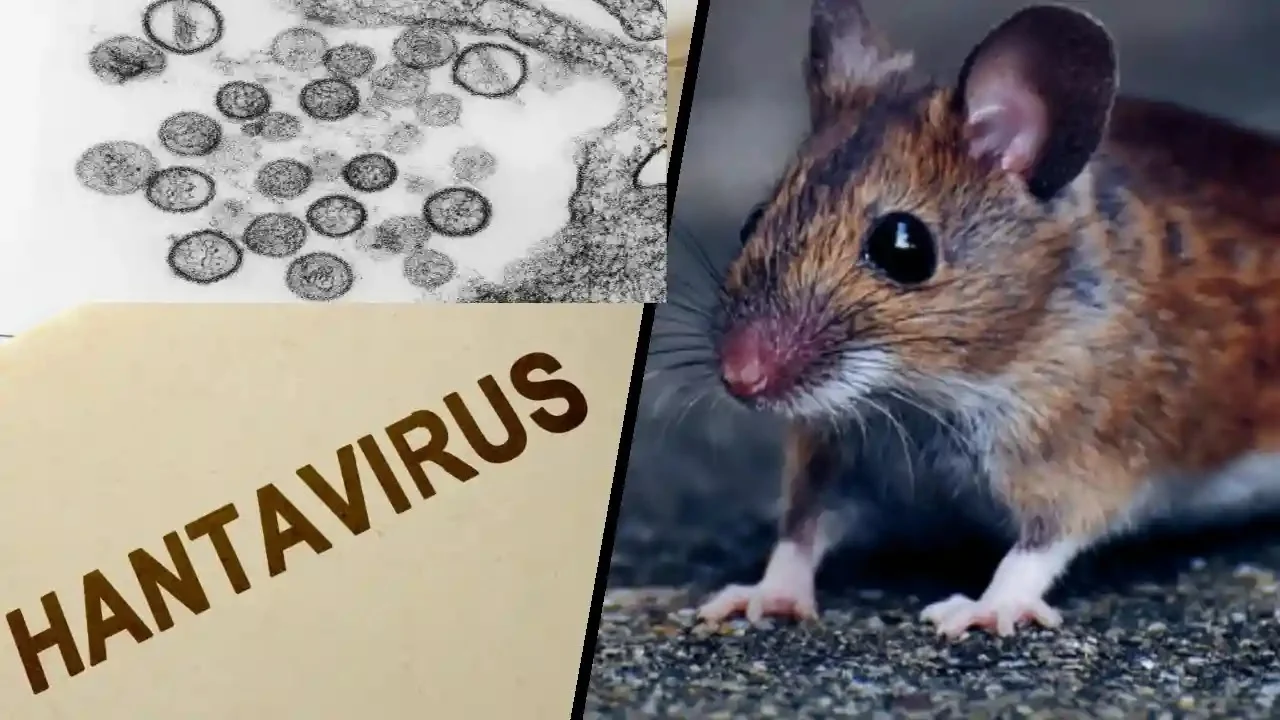 Waspada Hantavirus: 41 Orang Diawasi di AS, Apa yang Perlu Anda Ketahui?