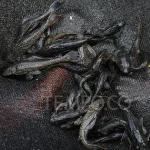Yogyakarta Mulai Gencarkan Pemberantasan Ikan Sapu-Sapu