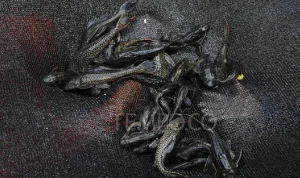 Yogyakarta Mulai Gencarkan Pemberantasan Ikan Sapu-Sapu