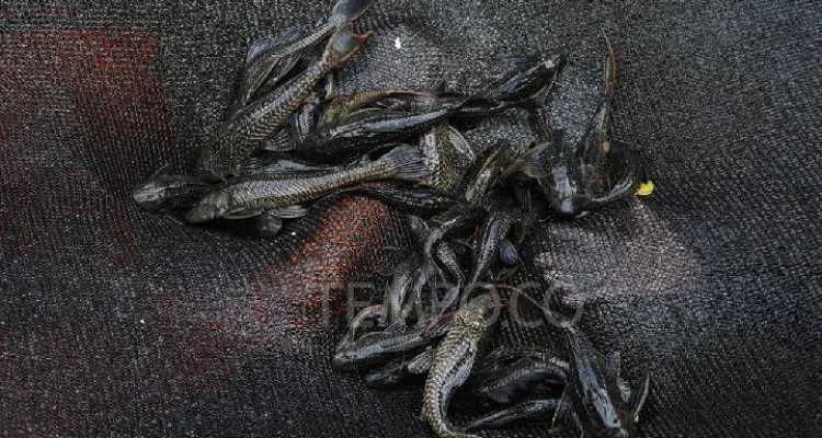 Yogyakarta Mulai Gencarkan Pemberantasan Ikan Sapu-Sapu
