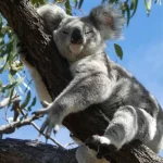 Australia Menghadapi Tantangan Konservasi Koala dan Regulasi Sosial Media