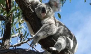 Australia Menghadapi Tantangan Konservasi Koala dan Regulasi Sosial Media