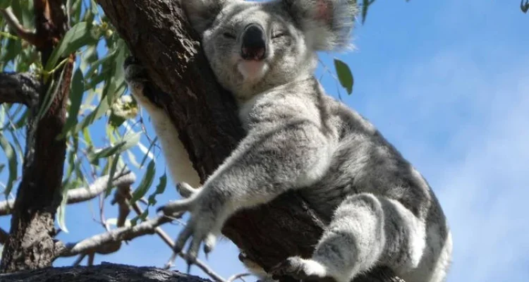Australia Menghadapi Tantangan Konservasi Koala dan Regulasi Sosial Media