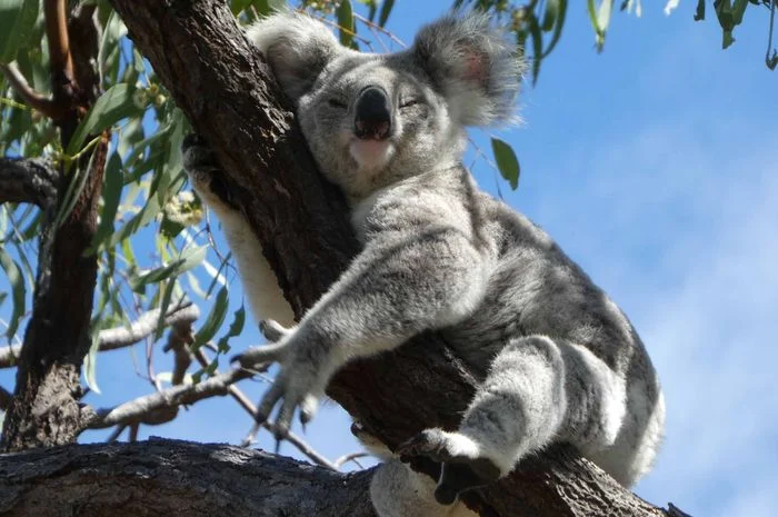 Australia Menghadapi Tantangan Konservasi Koala dan Regulasi Sosial Media