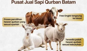 Harga Sapi Kurban 2026: Dampak Inflasi dan Perputaran Ekonomi