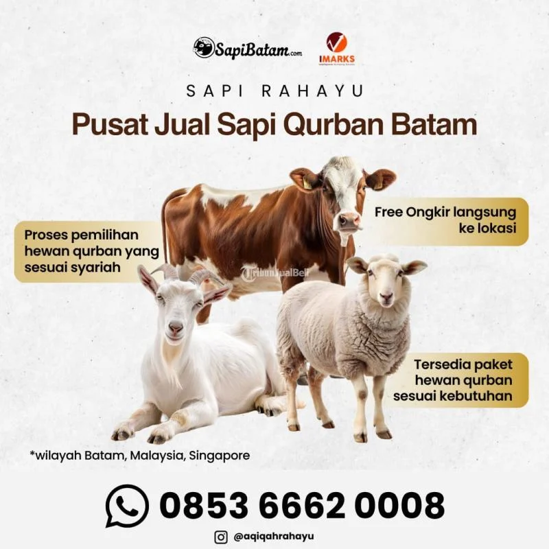 Harga Sapi Kurban 2026: Dampak Inflasi dan Perputaran Ekonomi