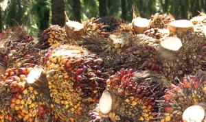 Harga Sawit Anjlok, Petani Swadaya Paling Terdampak: Kasus Under Invoicing dan Dampaknya