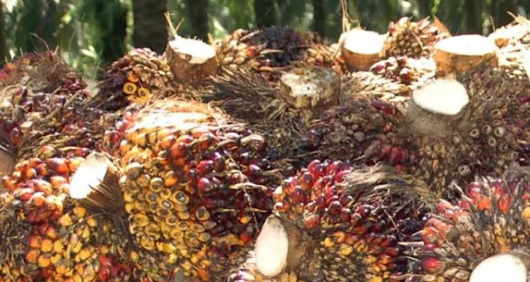 Harga Sawit Anjlok, Petani Swadaya Paling Terdampak: Kasus Under Invoicing dan Dampaknya