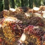 Harga Sawit Anjlok, Petani Swadaya Paling Terdampak: Kasus Under Invoicing dan Dampaknya