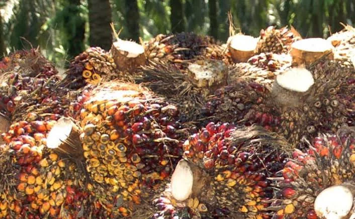 Harga Sawit Anjlok, Petani Swadaya Paling Terdampak: Kasus Under Invoicing dan Dampaknya