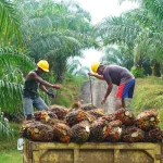 Mengenal Kelapa Sawit: Industri yang Berkembang Pesat di Indonesia