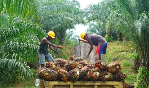 Mengenal Kelapa Sawit: Industri yang Berkembang Pesat di Indonesia