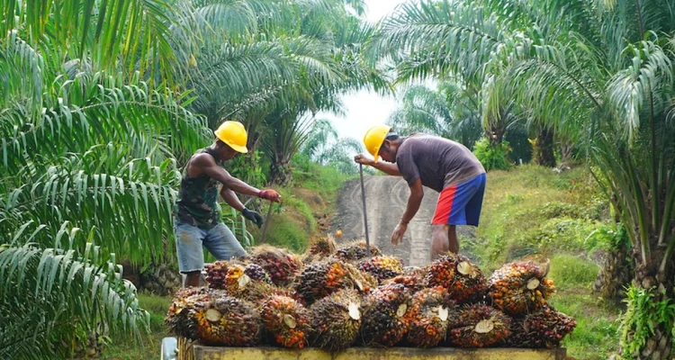 Mengenal Kelapa Sawit: Industri yang Berkembang Pesat di Indonesia