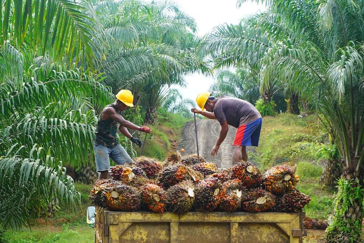 Mengenal Kelapa Sawit: Industri yang Berkembang Pesat di Indonesia