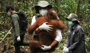 Sekolah Dasar untuk Orang Utan: Proses Rehabilitasi yang Unik