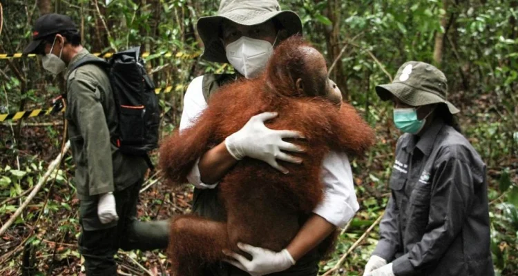 Sekolah Dasar untuk Orang Utan: Proses Rehabilitasi yang Unik