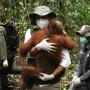 Sekolah Dasar untuk Orang Utan: Proses Rehabilitasi yang Unik