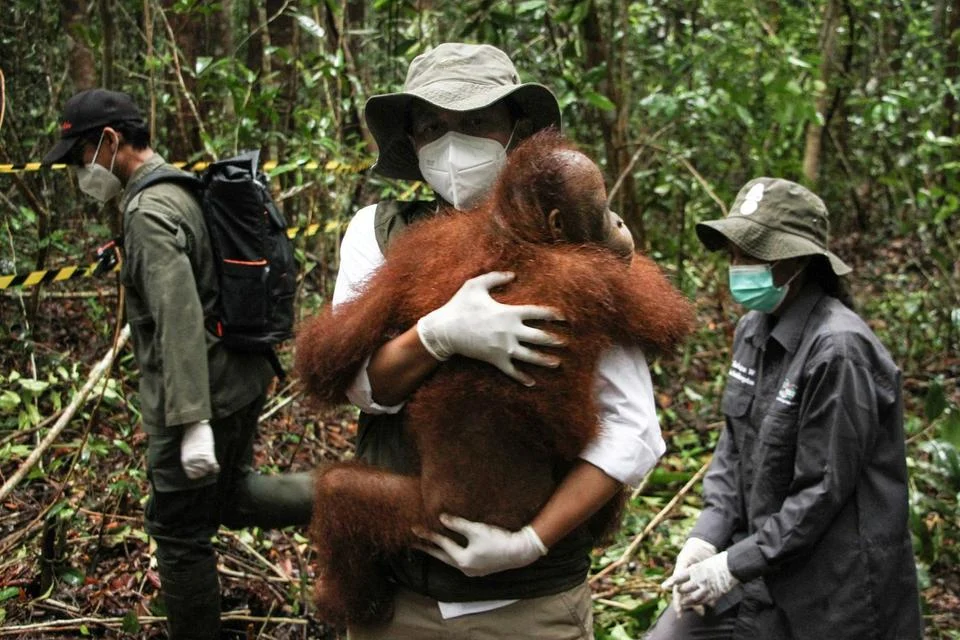Sekolah Dasar untuk Orang Utan: Proses Rehabilitasi yang Unik