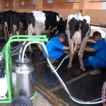 UGM Dorong Peternak Sapi Perah Aktif dalam Proses Hilirisasi Susu untuk Kesejahteraan