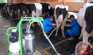 UGM Dorong Peternak Sapi Perah Aktif dalam Proses Hilirisasi Susu untuk Kesejahteraan