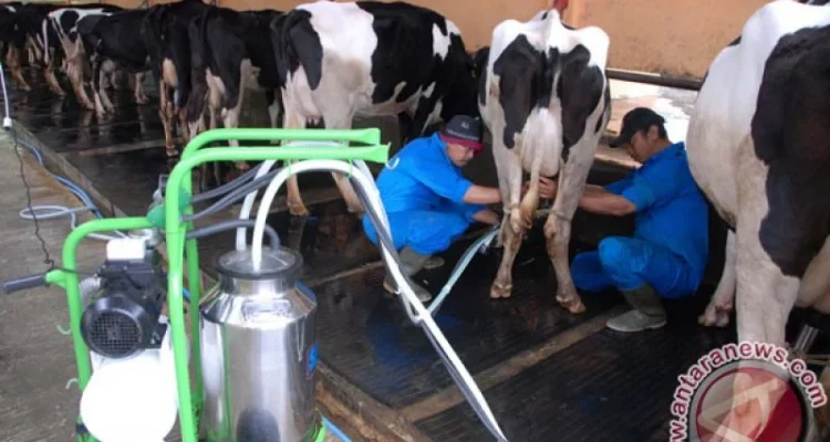 UGM Dorong Peternak Sapi Perah Aktif dalam Proses Hilirisasi Susu untuk Kesejahteraan