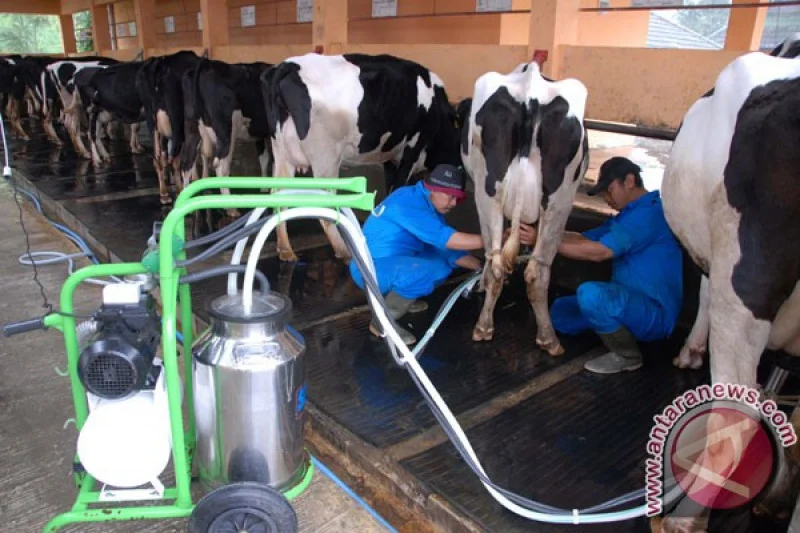 UGM Dorong Peternak Sapi Perah Aktif dalam Proses Hilirisasi Susu untuk Kesejahteraan