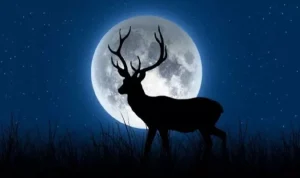 Buck Moon: Fenomena Bulan Purnama yang Membawa Keberuntungan dan Perubahan