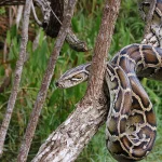 Burmese Python Mengancam Ekosistem Florida, Penelitian dan Teknologi Dikerahkan
