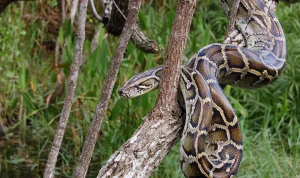 Burmese Python Mengancam Ekosistem Florida, Penelitian dan Teknologi Dikerahkan