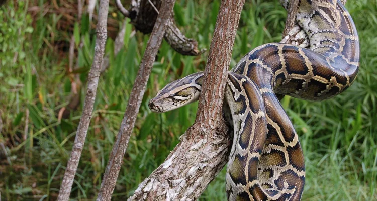 Burmese Python Mengancam Ekosistem Florida, Penelitian dan Teknologi Dikerahkan
