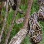 Burmese Python Mengancam Ekosistem Florida, Penelitian dan Teknologi Dikerahkan