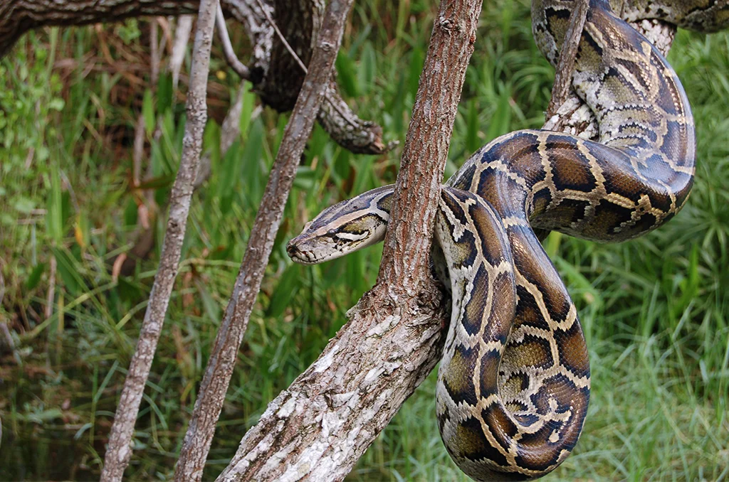 Burmese Python Mengancam Ekosistem Florida, Penelitian dan Teknologi Dikerahkan