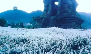 Embun Es Melanda Dieng, Kerugian Pertanian Capai Rp 2,1 Miliar