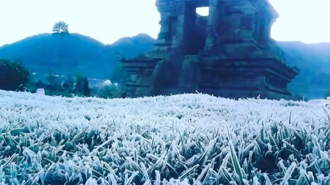 Embun Es Melanda Dieng, Kerugian Pertanian Capai Rp 2,1 Miliar