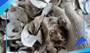 Harga Kerang Oyster Melonjak, Namun Aquaculture New Jersey Selamatkan Industri