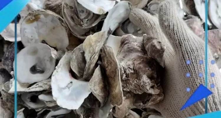 Harga Kerang Oyster Melonjak, Namun Aquaculture New Jersey Selamatkan Industri
