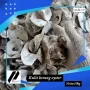 Harga Kerang Oyster Melonjak, Namun Aquaculture New Jersey Selamatkan Industri