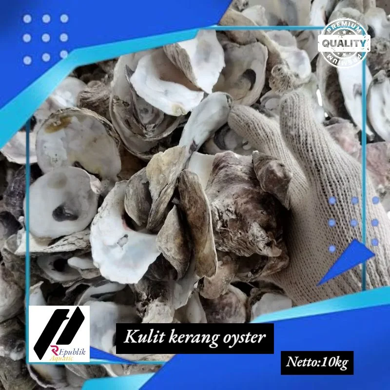 Harga Kerang Oyster Melonjak, Namun Aquaculture New Jersey Selamatkan Industri