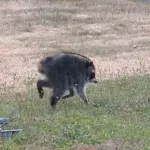 Jimothy, Raccoon yang Menjadi Fenomena Internet dan Menginspirasi Masyarakat