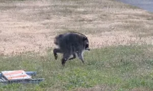 Jimothy, Raccoon yang Menjadi Fenomena Internet dan Menginspirasi Masyarakat