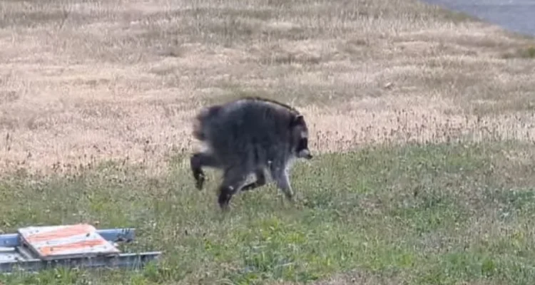 Jimothy, Raccoon yang Menjadi Fenomena Internet dan Menginspirasi Masyarakat