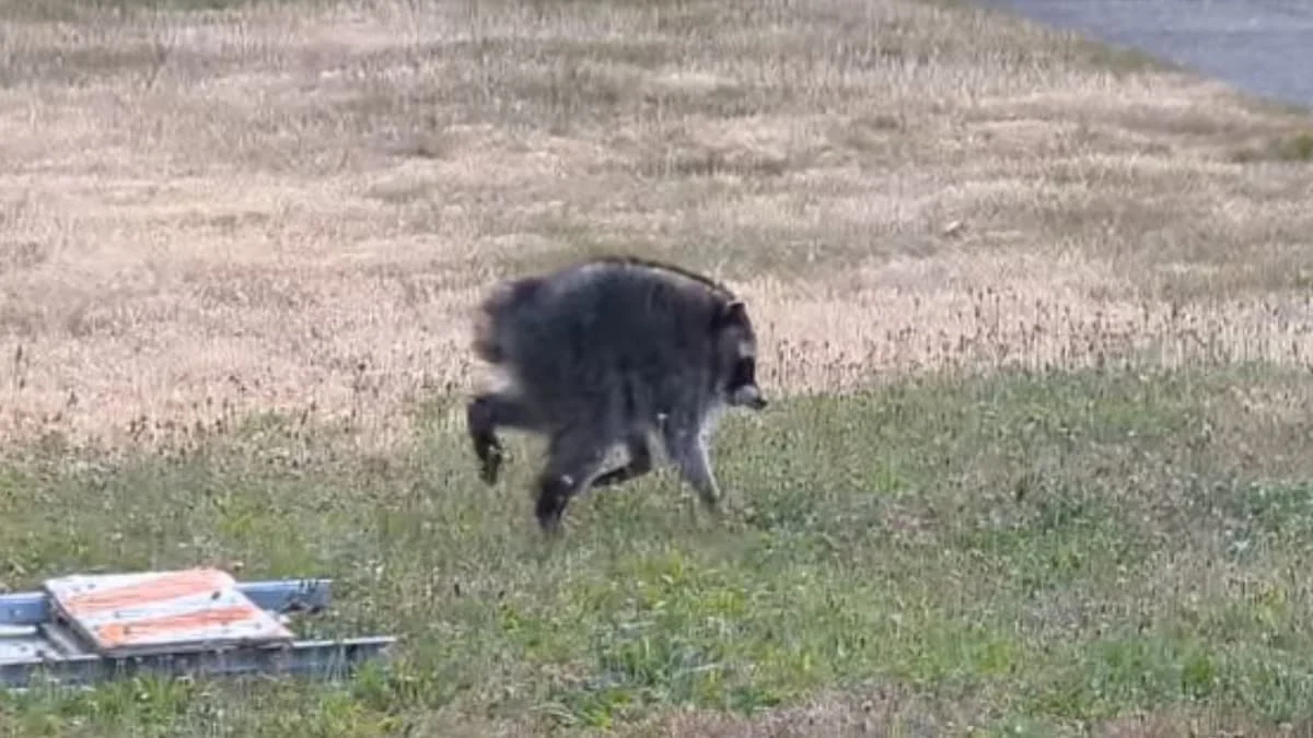 Jimothy, Raccoon yang Menjadi Fenomena Internet dan Menginspirasi Masyarakat