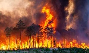 Kebakaran Hutan di Suffolk Mengancam Pembangkit Listrik Tenaga Nuklir