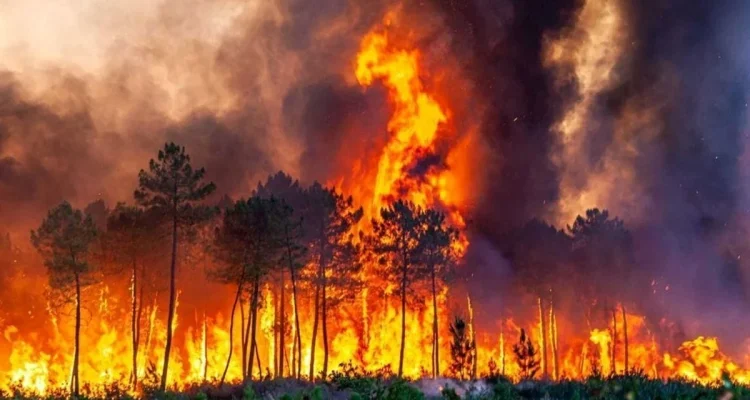 Kebakaran Hutan di Suffolk Mengancam Pembangkit Listrik Tenaga Nuklir