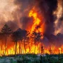 Kebakaran Hutan di Suffolk Mengancam Pembangkit Listrik Tenaga Nuklir