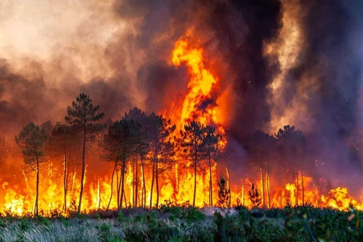 Kebakaran Hutan di Suffolk Mengancam Pembangkit Listrik Tenaga Nuklir