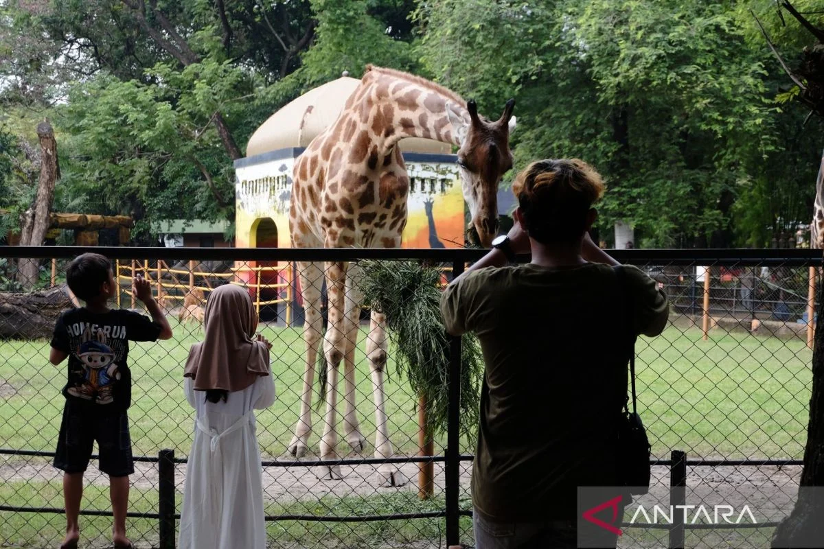 Kebun Binatang Surabaya Menghadapi Sorotan Publik: Antara Kasus Korupsi dan Kesejahteraan Satwa