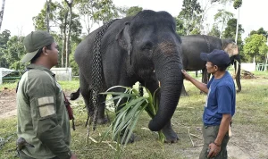 Konflik Gajah Liar dan Politik di Berbagai Wilayah