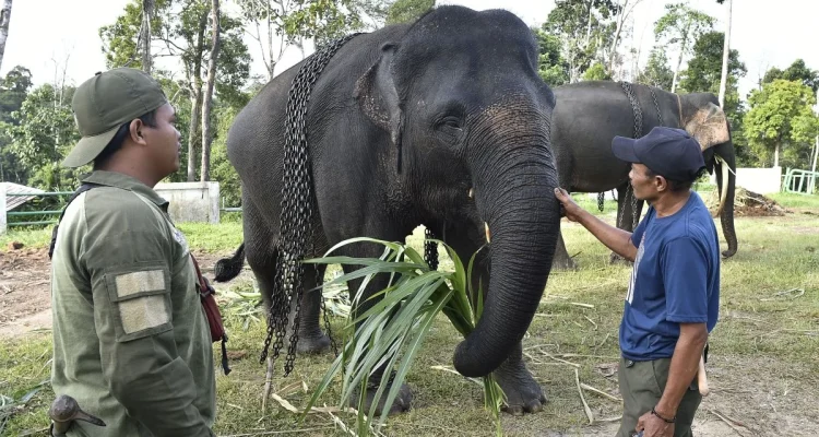 Konflik Gajah Liar dan Politik di Berbagai Wilayah
