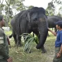Konflik Gajah Liar dan Politik di Berbagai Wilayah